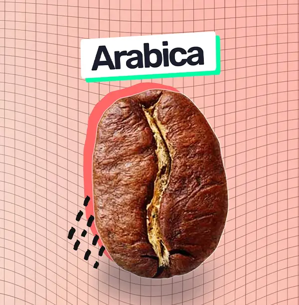 Arabica